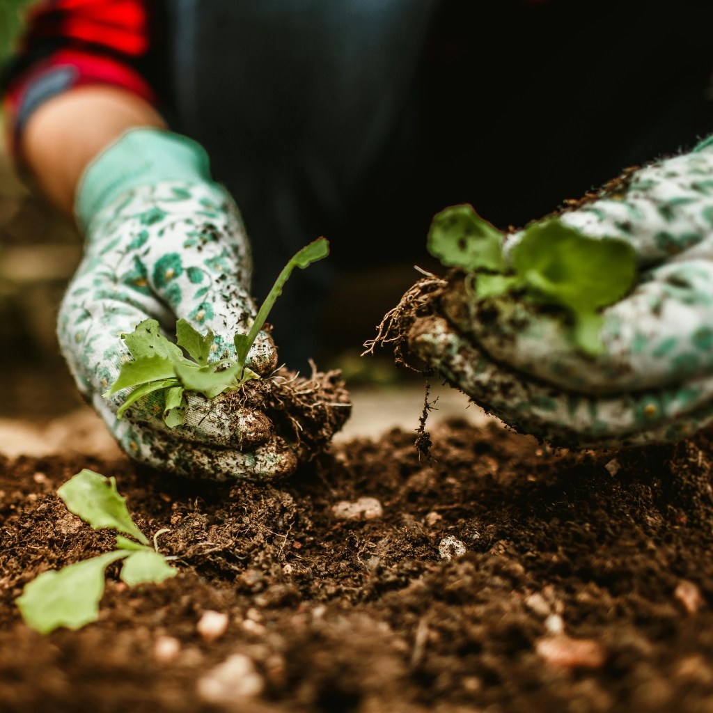 Samarate guarda al futuro: orti solidali e gruppi di acquisto per un’economia sostenibile