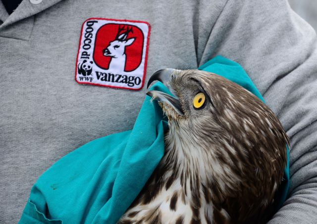 Liberi di tornare selvatici: al Bosco WWF di Vanzago si celebra la Liberazione… degli&nbsp;animali