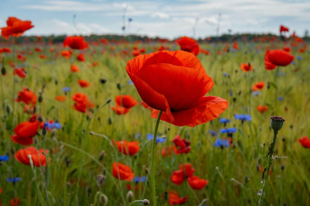 1945–2025: Ottant’anni di Libertà: L’arte incontra la memoria a&nbsp;Gallarate