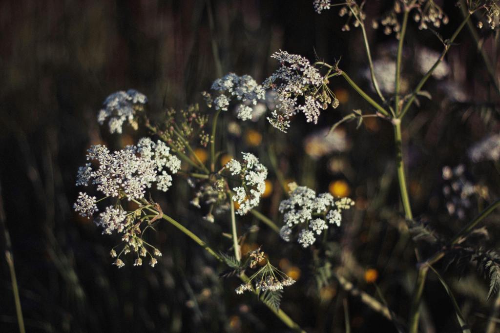 HANAMI a Vanzago: la fioritura è un rito (anche qui da&nbsp;noi)