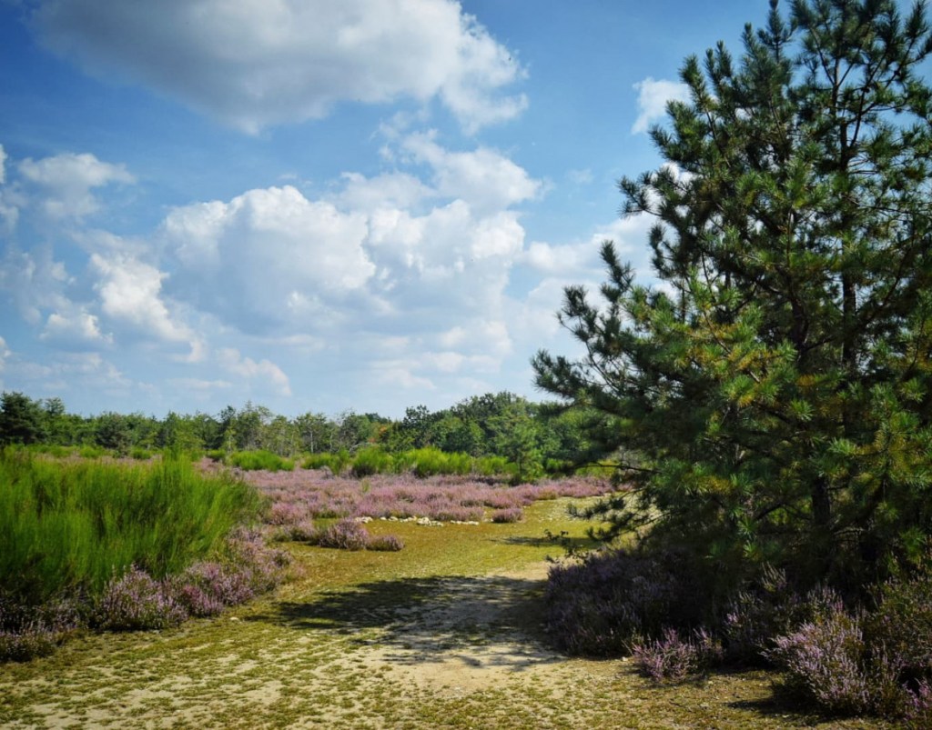 Escursione nella brughiera in fiore: tra ginestre, storia e natura selvaggia nel Parco del&nbsp;Ticino