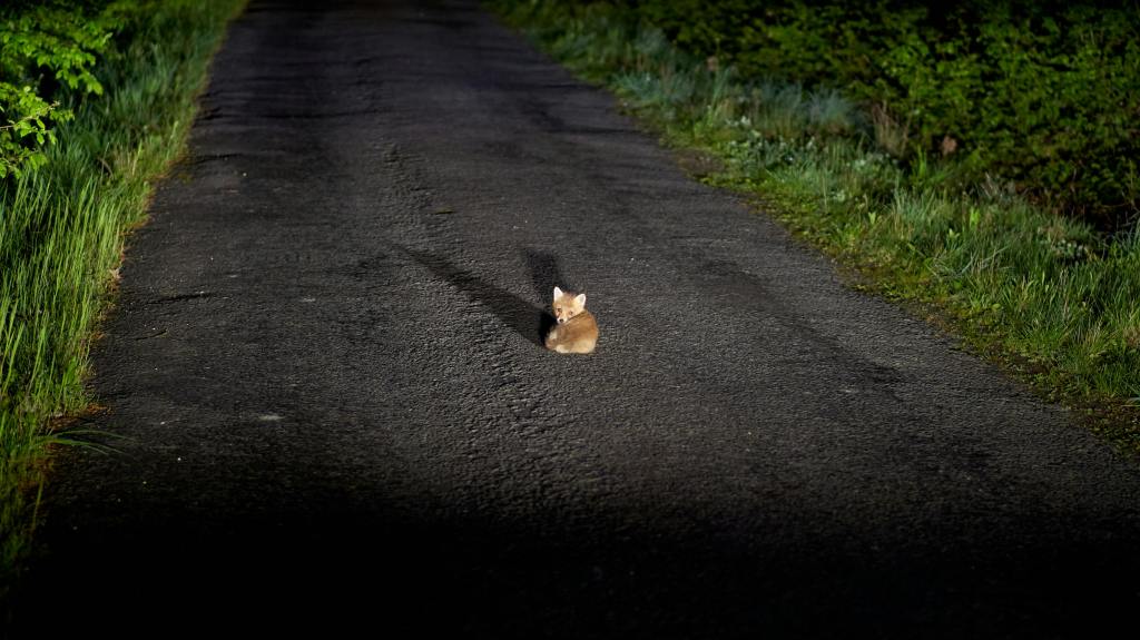 Tramonto sul Monte Chiusarella: escursione tra natura, storia e fauna&nbsp;notturna