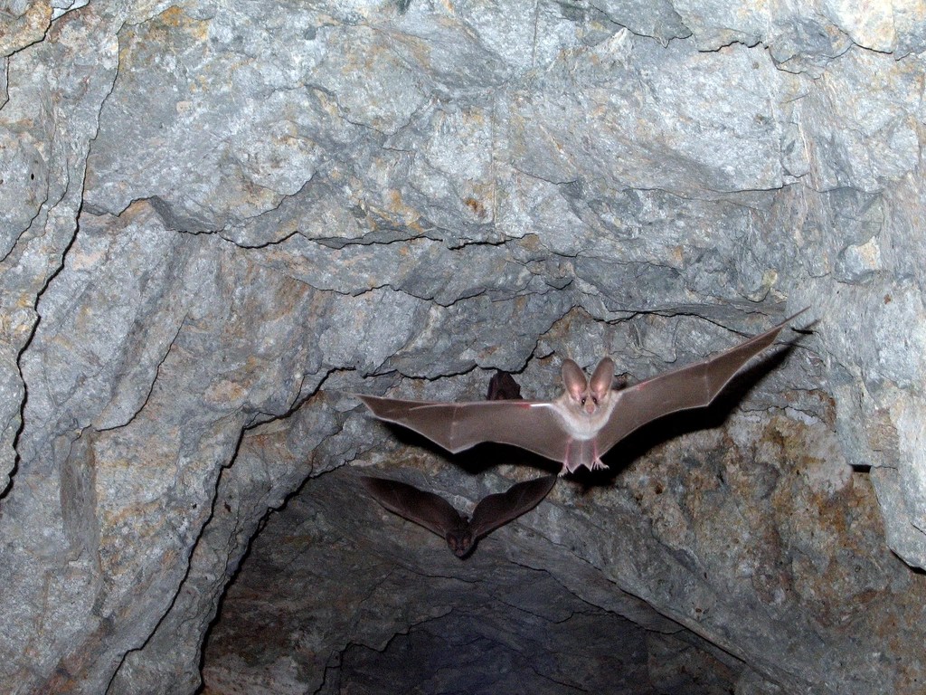 I venerdì del Parco: alla scoperta dei&nbsp;pipistrelli!
