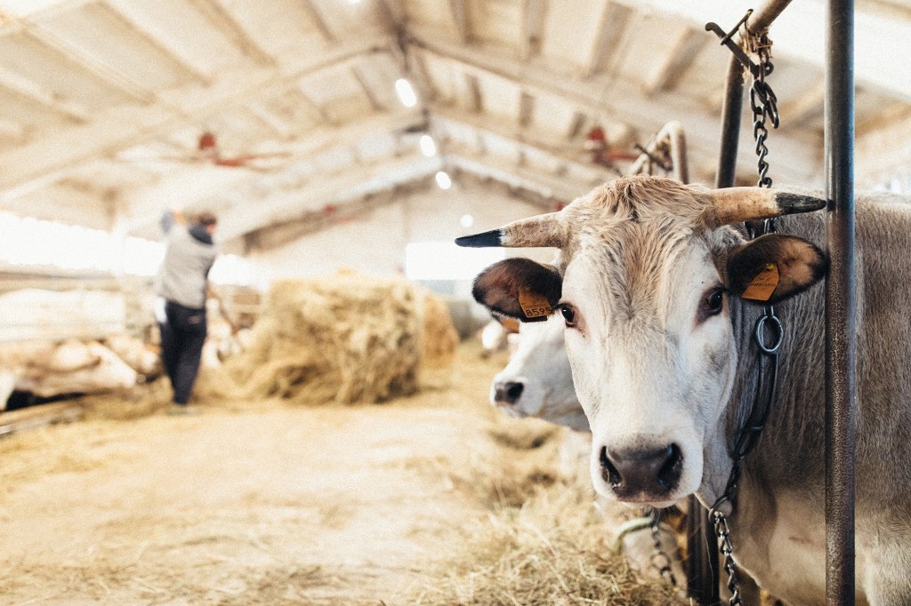 Moncalvo celebra “Sua Maestà il Bue&nbsp;Grasso”