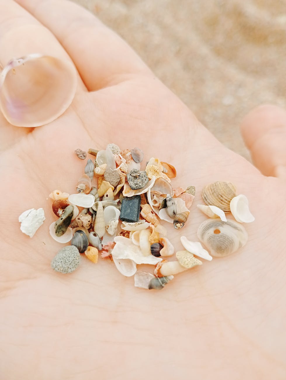 A Busto Arsizio torna la 43ª Giornata Borsa-Scambio di Minerali e&nbsp;Fossili