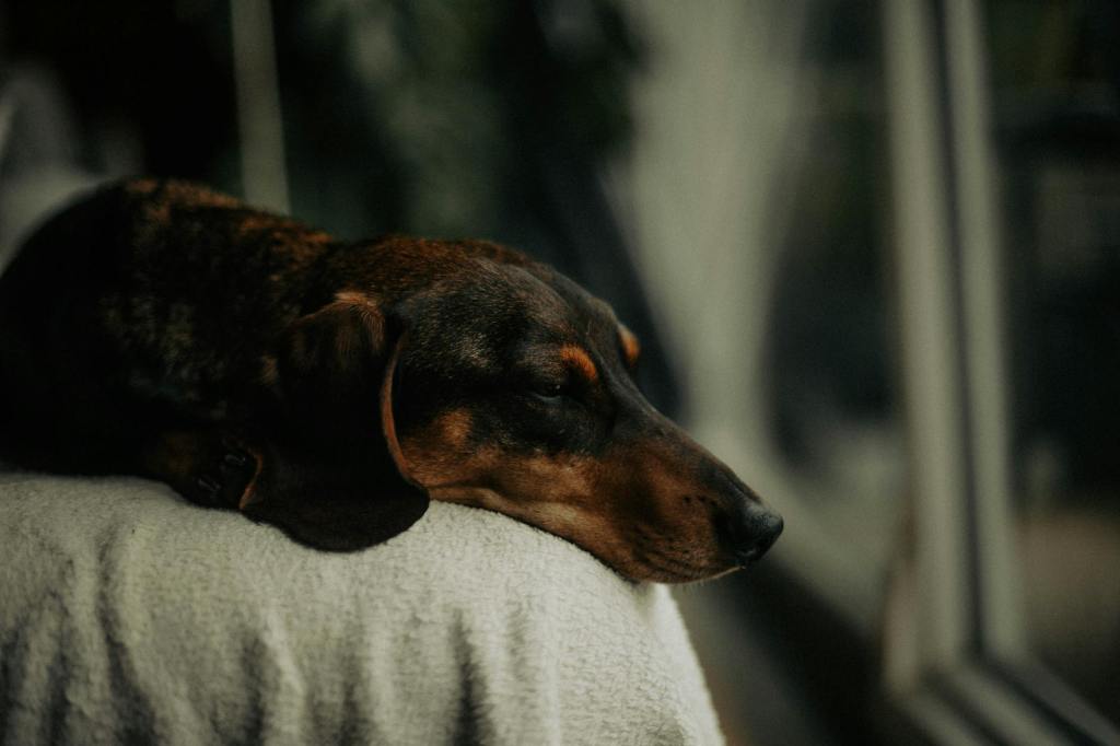 Capodanno senza botti a Villa&nbsp;Cortese