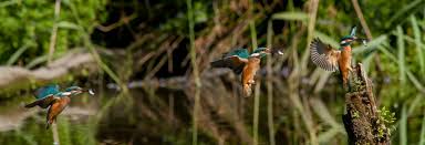 Snap in Nature: Passeggiata e concorso fotografico alla Palude Bruschera di&nbsp;Angera