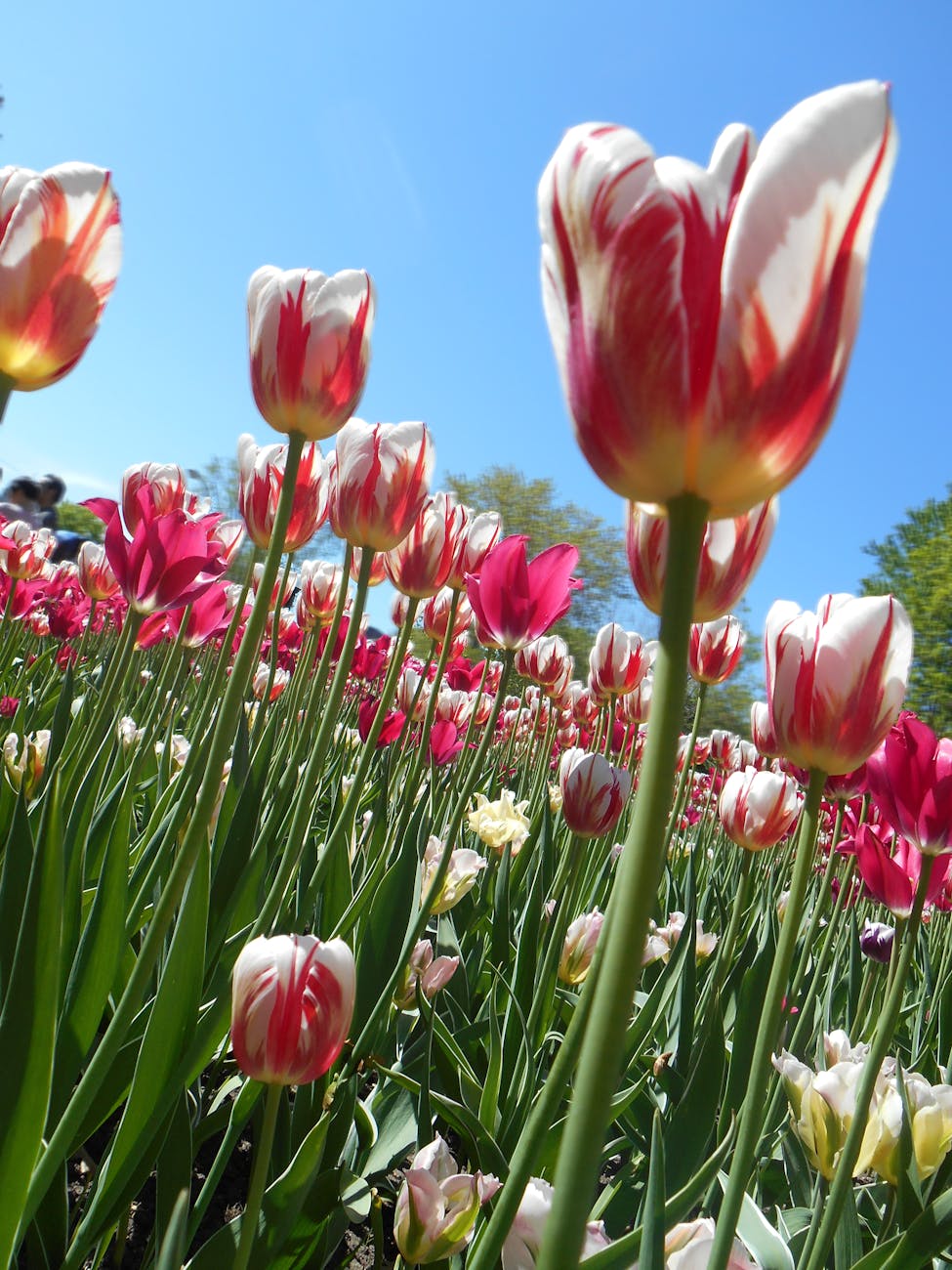 A Varese la primavera si raccoglie: tulipani con il bulbo e laboratori creativi da&nbsp;Agricola