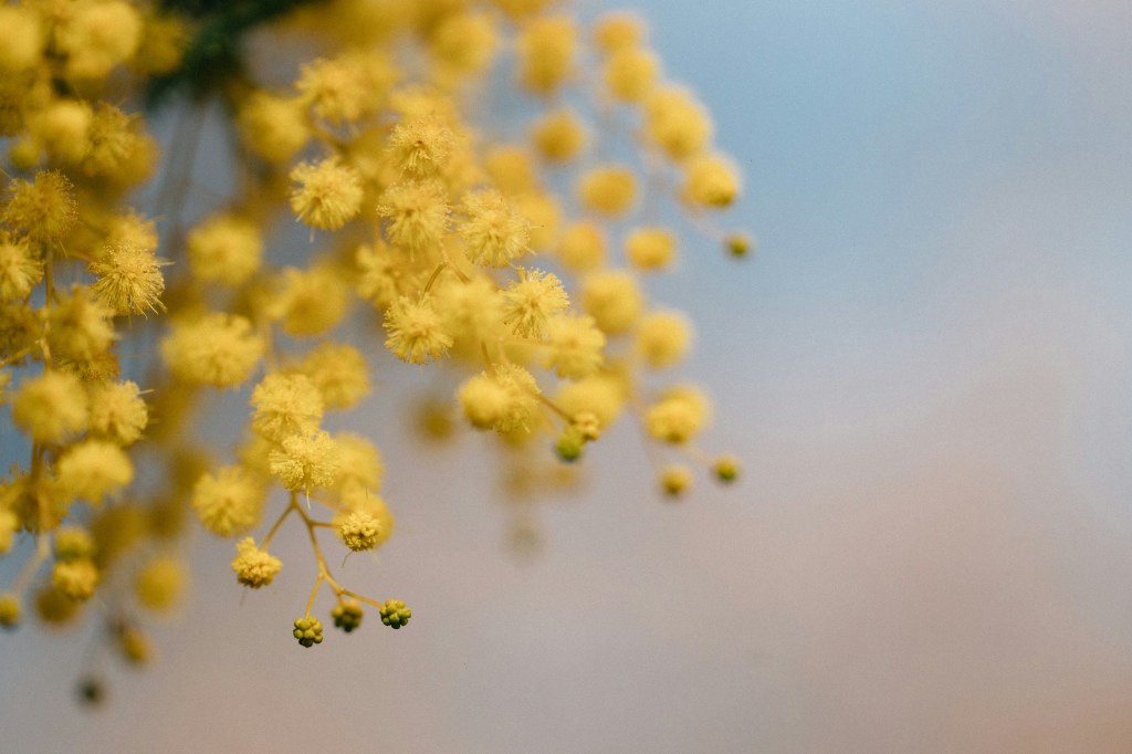 Festa della Donna a con la Pro Loco a Laveno&nbsp;Mombello