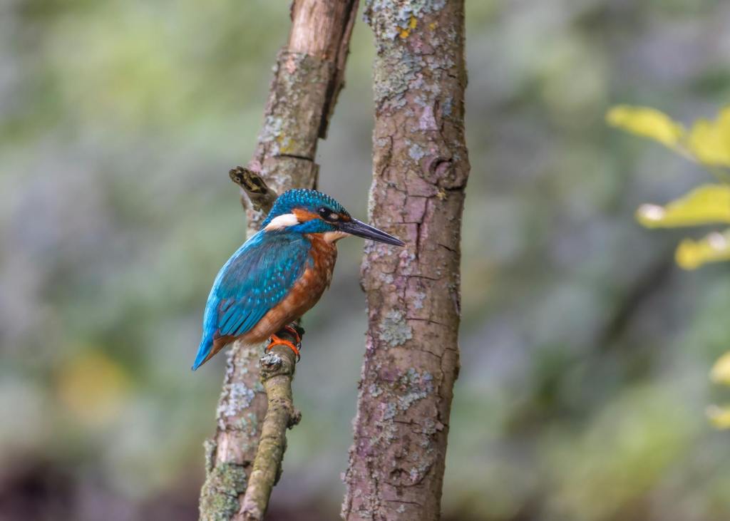 Palude Brabbia, al via un nuovo corso di birdwatching