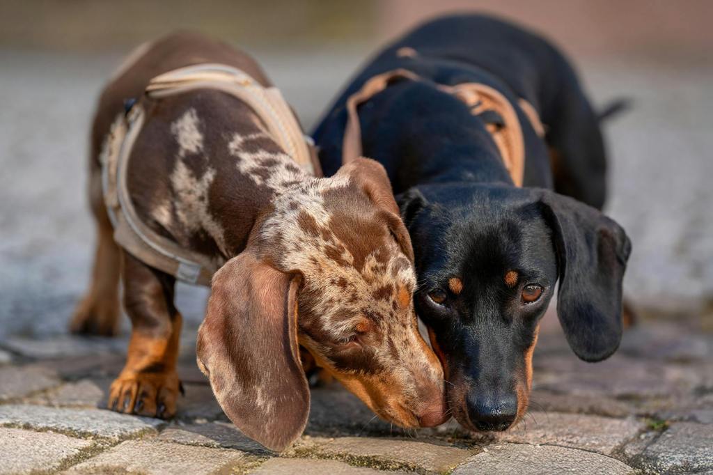 Sausage Walk Italia: i bassotti invadono 37 città italiane, hai già scelto la&nbsp;tua?
