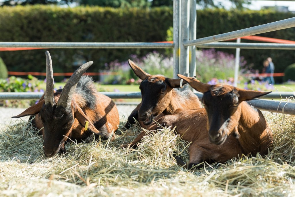 Agrivarese 2026: il cuore verde di Varese torna a&nbsp;fiorire