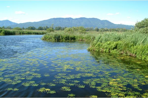 25 aprile nella natura: passeggiata guidata alla Palude&nbsp;Brabbia