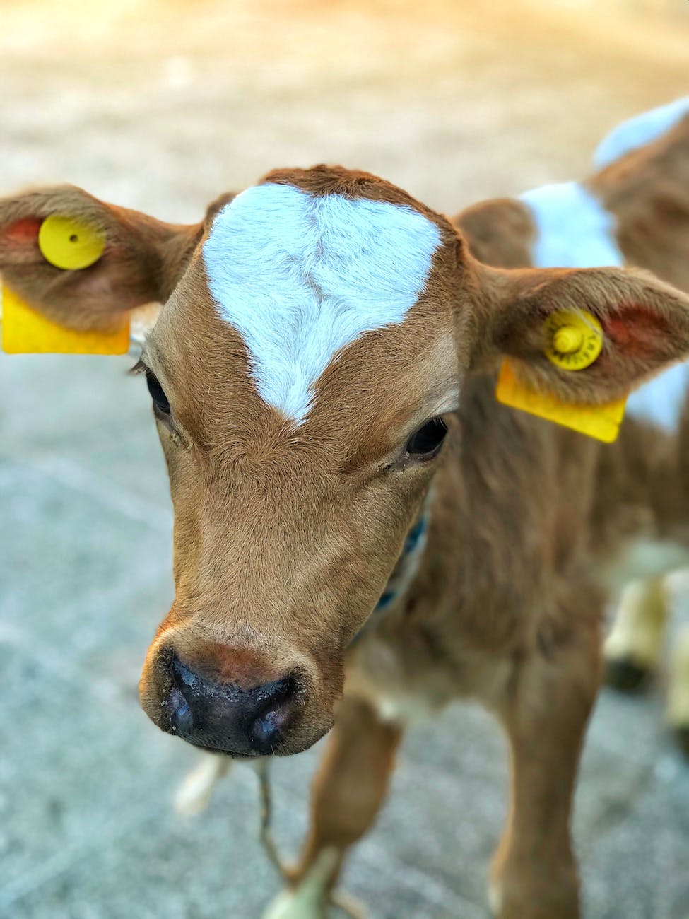 Dieci giorni che fanno rumore (e profumano di street food): torna la Fiera di&nbsp;Origgio