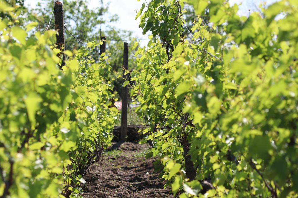 Gorla Maggiore rallenta: arriva la Festa di San Vitale e Valeria tra sapori, arte e bolle di&nbsp;sapone