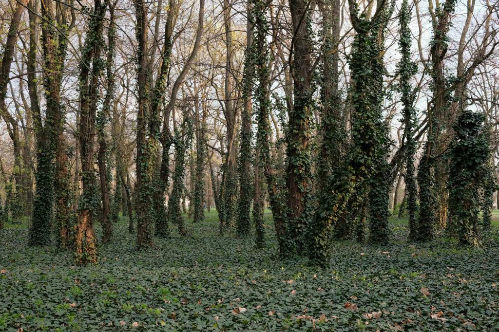 Boschi della Droga nell’Alto Varesotto: cosa succede davvero?