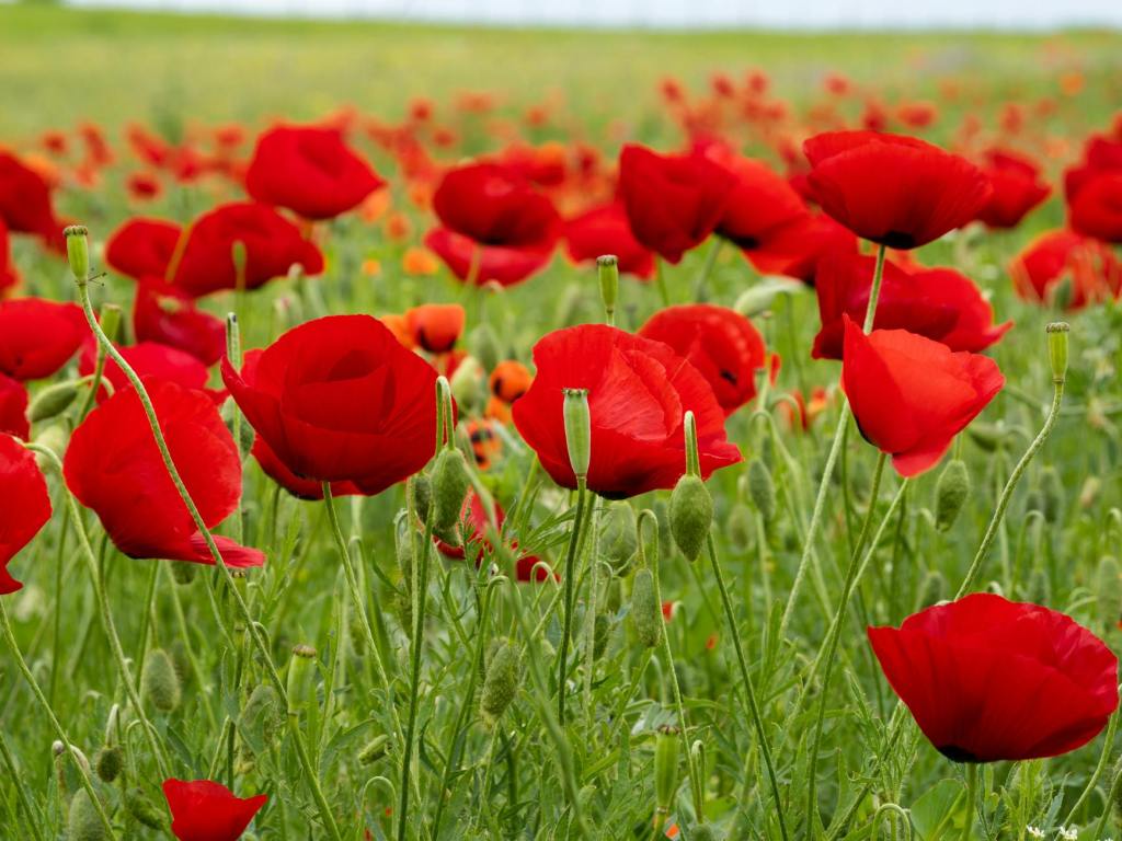 Don Gnocchi, gli Alpini e una storia che continua a&nbsp;parlare