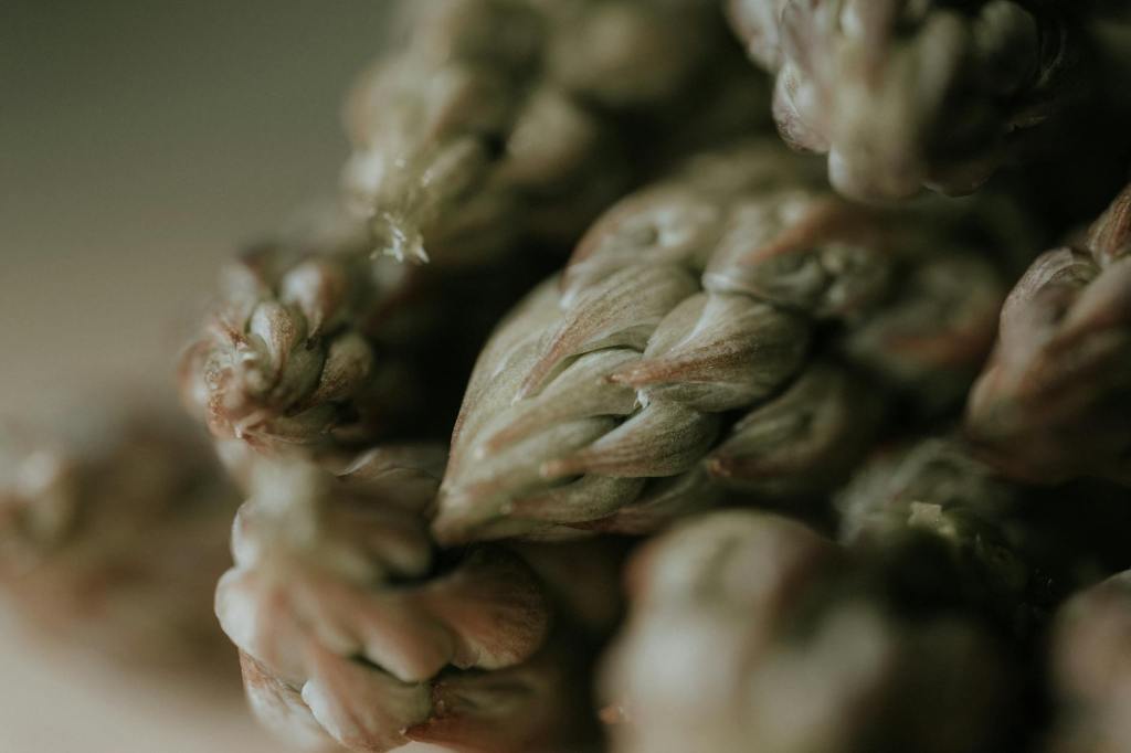 Cantello festeggia i suoi asparagi… correndo: torna la Caminada tra i spargeer (50ª&nbsp;edizione!)