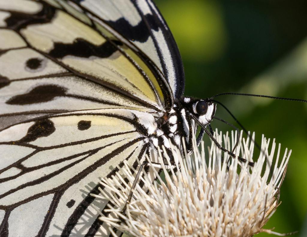 Bioblitz Lombardia 2026: una tre giorni da esploratori della&nbsp;natura