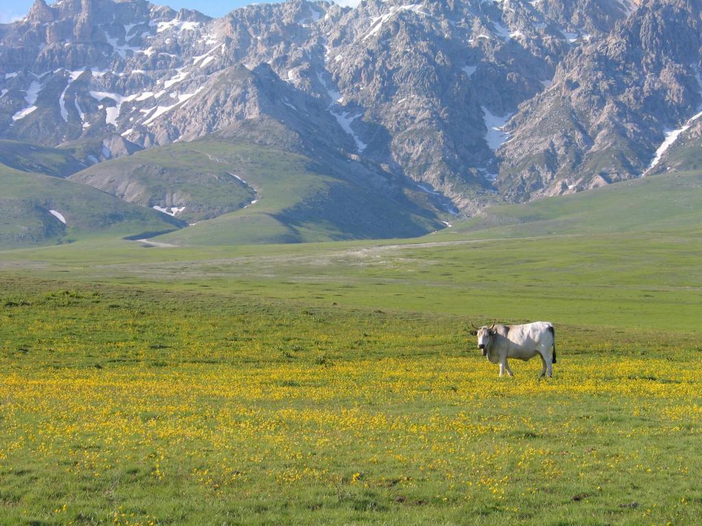 Tre giorni di transumanza gastronomica: a Lainate arriva il Mercatino Regionale&nbsp;Abruzzese