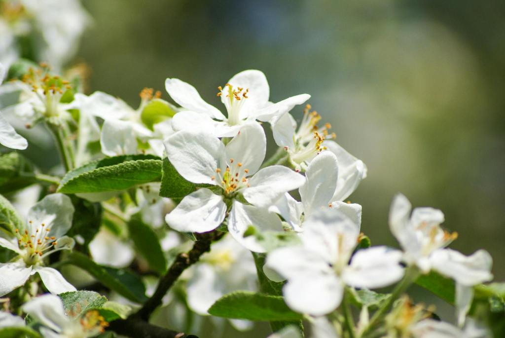 A Orino sboccia la Festa di Primavera: erbe spontanee, racconti e cesteria nel Parco della&nbsp;Biodiversità