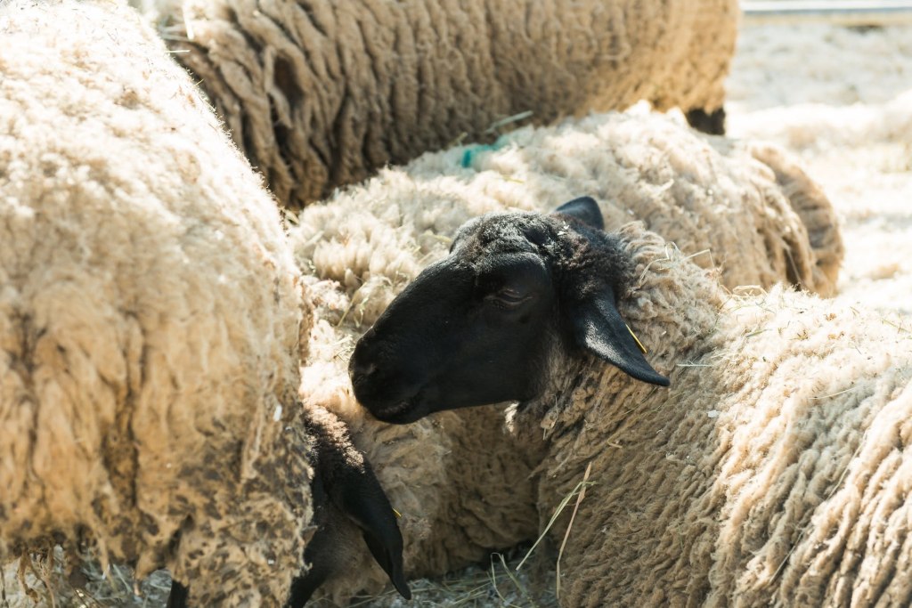Agrivarese torna ad Angera: aperte le iscrizioni per gli espositori dell’edizione autunnale