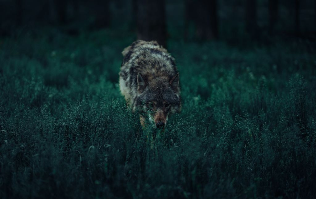 Al Parco Pineta torna il Picnic sotto le Stelle dedicato agli “Animali da&nbsp;paura”