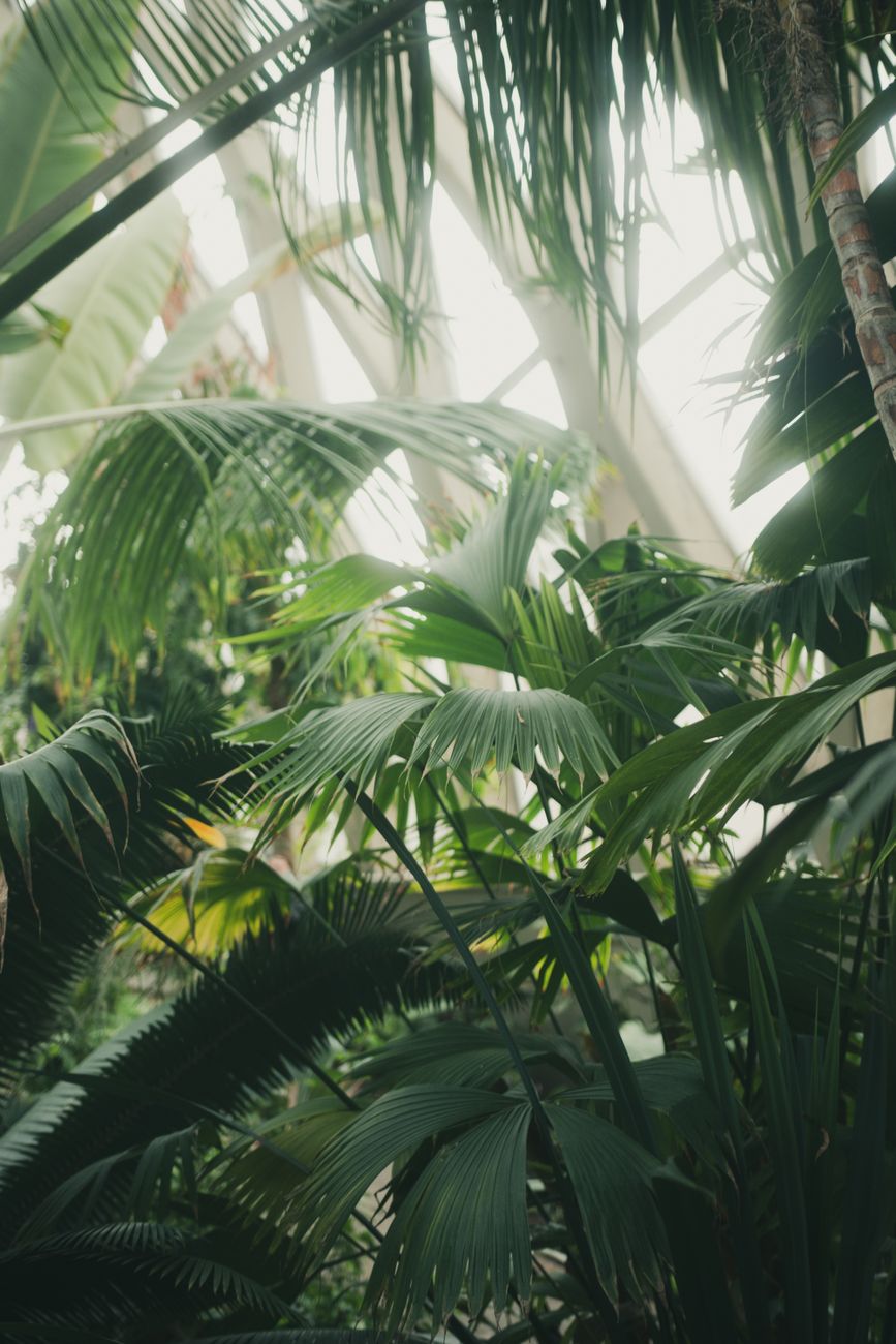 Ultima visita estiva alla Serra Tropicale di Comerio: domenica l’appuntamento prima della&nbsp;pausa