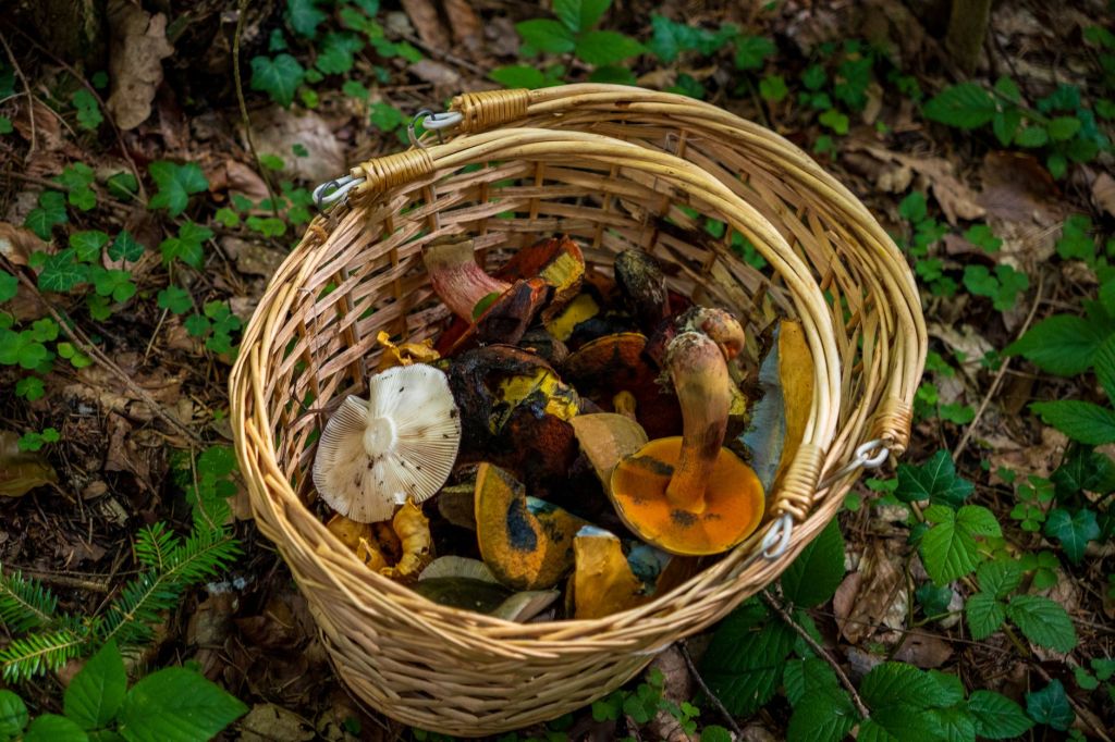 A Tradate torna il corso gratuito sui funghi: tre serate per ottenere il permesso di raccolta nel Parco&nbsp;Pineta