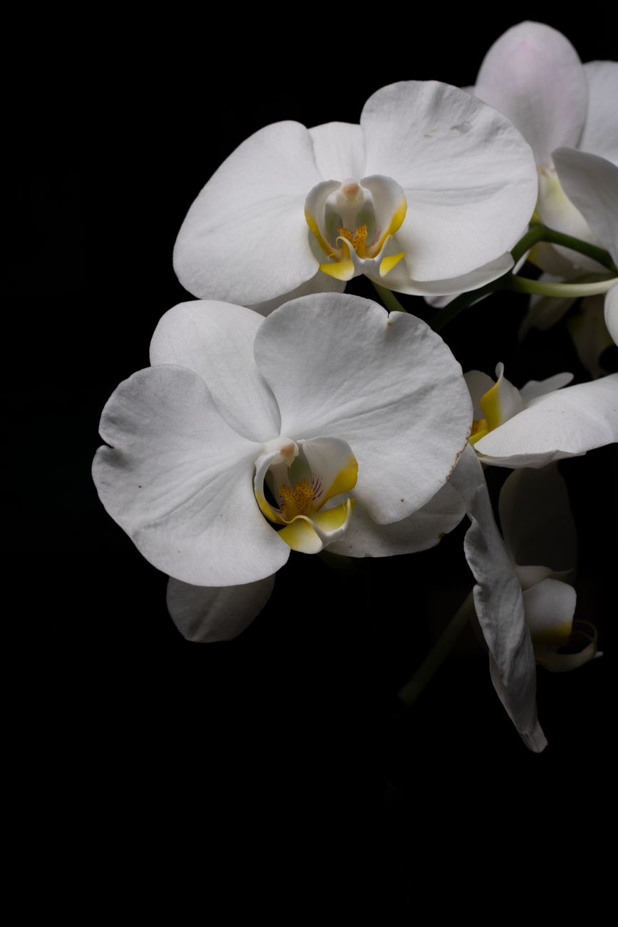 A Varese torna “Varese Orchidea”: tre giorni dedicati al mondo delle&nbsp;orchidee