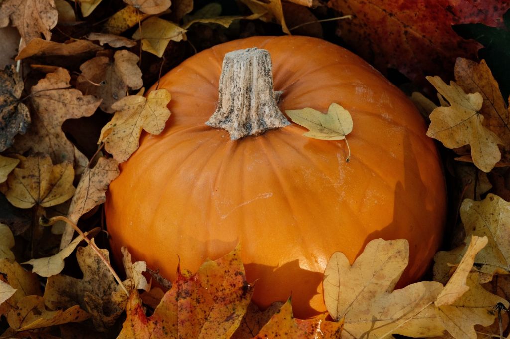 Azzate, torna la Festa delle Zucche a Vegonno: tre weekend tra pumpkin patch e&nbsp;laboratori