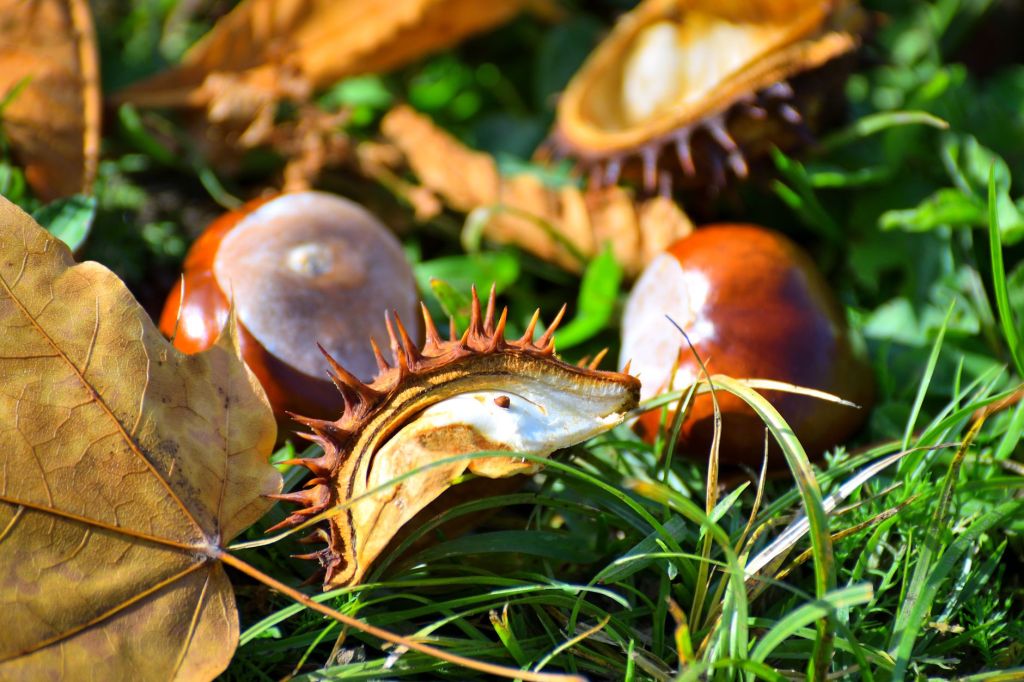 Domenica al Centro Didattico Scientifico di Tradate tra natura, laboratori e&nbsp;caldarroste