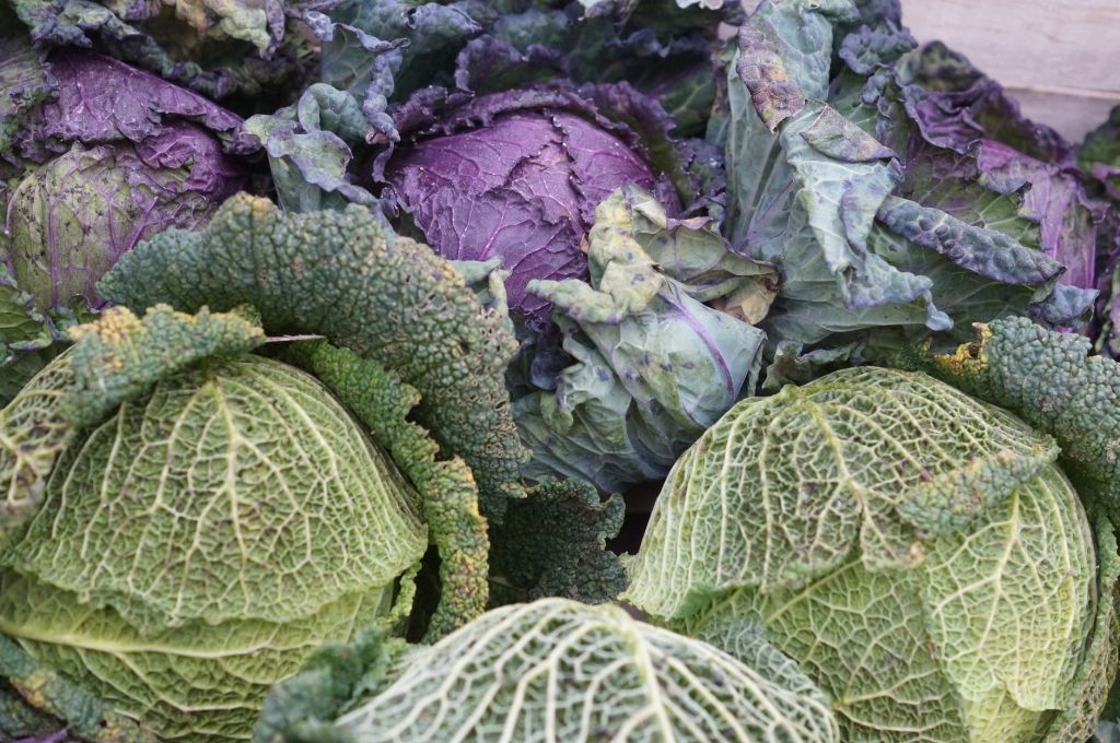 Varese città del Cavolo: a Castronno nasce il festival delle brassicacee&nbsp;varesine
