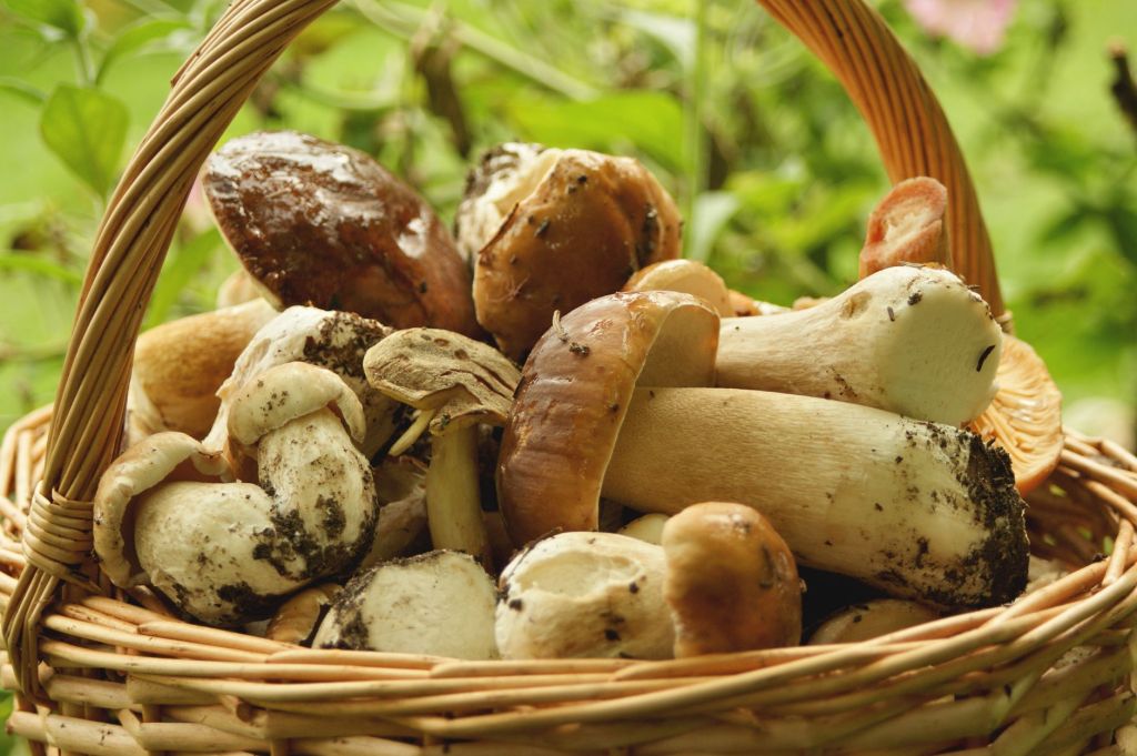 Festa del fungo e della montagna a Cavagnano: una domenica tra polenta, funghi e&nbsp;castagne